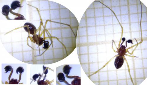 Neottiura bimaculata